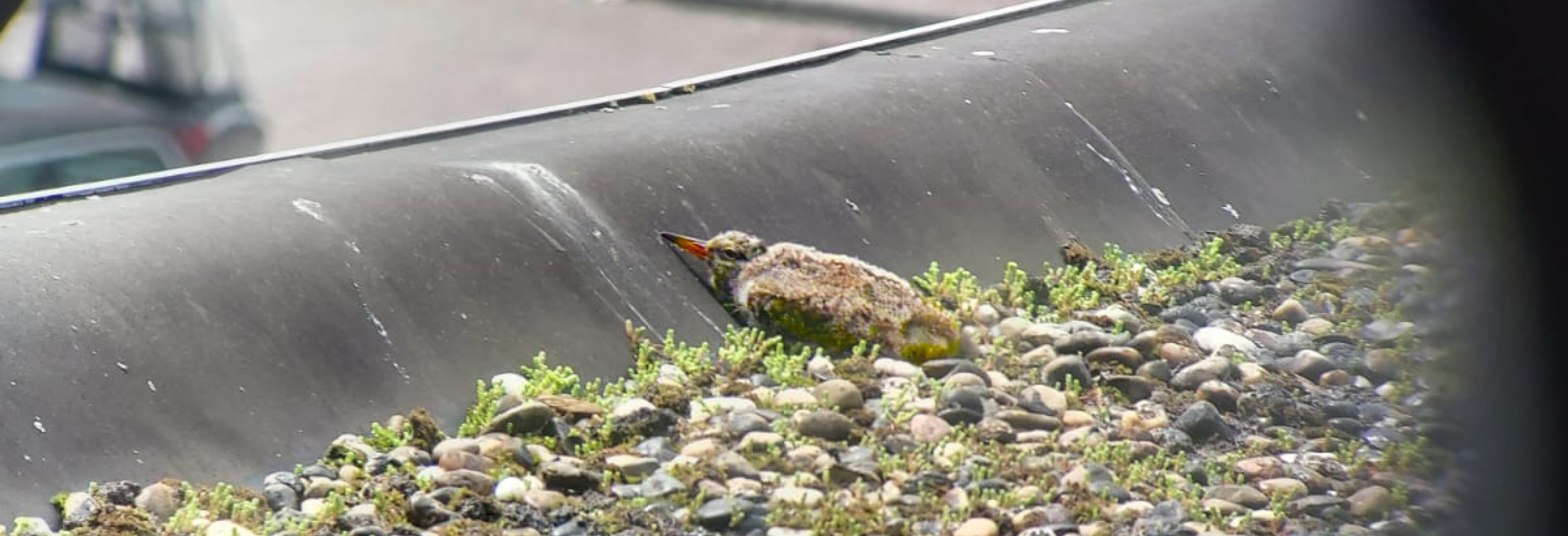 scholeksterkuiken net uit het nest